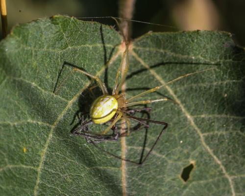 Enoplognatha (latimana-ovata)